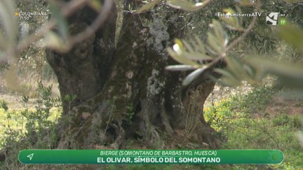 Oliveras del Somontano