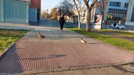 Ejemplares de ánade real de paseo por María Zambrano en Zaragoza.