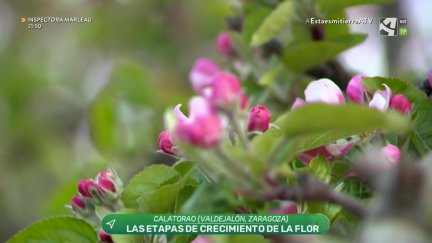 Estadíos fenológicos de los frutales