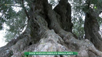 12 nuevos ejemplares