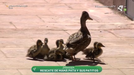 Patos al agua