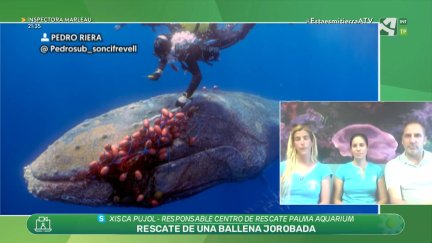 Rescate de ballena jorobada