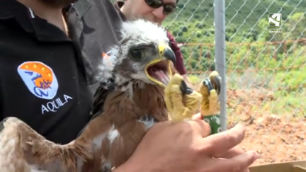 Uno de los ejemplares de águila perdicera que ha llegado a Sierra de Guara.