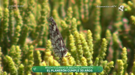 El Planerón, Reserva ornitológica