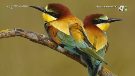 Abejaruco