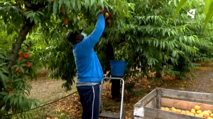 Un trabajador recolectando fruta en un campo de Aragón. Se estima que este año se van a necesitar unos 7.000 temporeros.