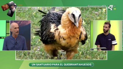 Salvar al Quebrantahuesos