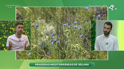 Praderas mediterráneas de solana