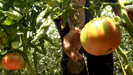 El calor ha adelantado la maduración de la campaña de tomate rosa de Barbastro.