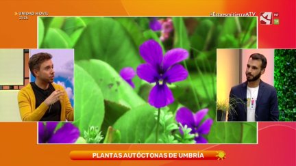 Plantas autóctonas de umbría