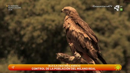 Milanos reales en Ulle