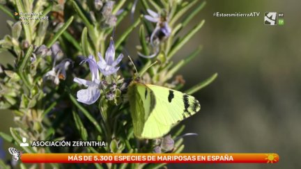 Azufrada ibérica