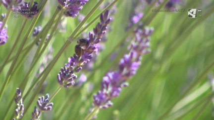 Campos de Lavanda