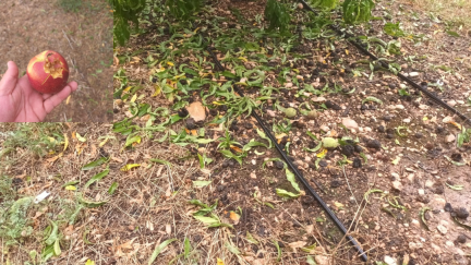 Un campo de melocotones de Calanda dañado por el granizo y efecto de la piedra en la propia fruta. / J. A. C.