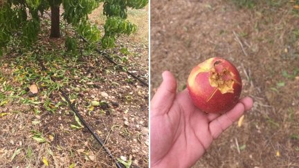 Afecciones a campos de melocotón de Calanda. / J. A. C.