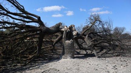 Vista de una zona quemada en la comarca de Tábara, uno de los focos más complicados de controlar del incendio forestal de Losacio (Zamora). (EFE/Mariam A. Montesinos).
