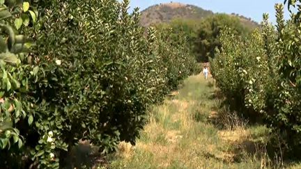 Los peritos visitan los campos afectados por el incendio de Ateca.