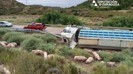 Un camión que transportaba cerdos ha volcado en la N-211. / Diputación de Zaragoza.