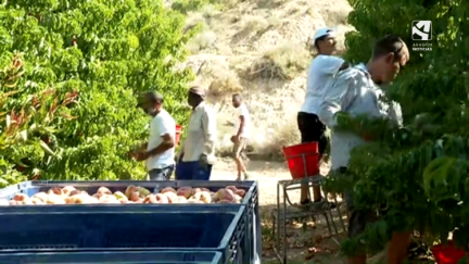 Temporeros trabajando en una finca de Fraga.