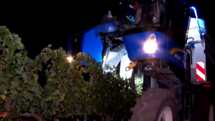 Poco después de las seis de la mañana se ha iniciado la recogida de la cosecha de Bodegas Aragonesas en Campo de Borja.