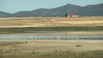 Flamencos en la laguna de Gallocanta.