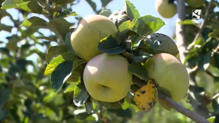 La producción de peras y manzanas es un 30% menor esta temporada.
