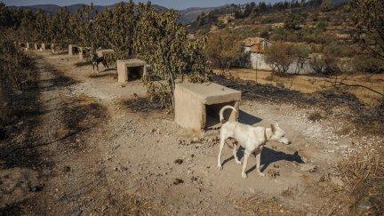 Vista general del paisaje asolado por el incendio de Bejís. (EFE/Biel Aliño)