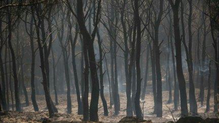 En el caso de Aragón, la declaración permitirá la llegada de ayudas hectáreas quemadas por los incendios de Graus, Valderrobres, Calamocha, Ateca y Añón de Moncayo.