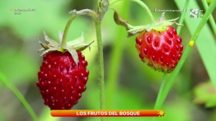 Frutos del bosque