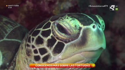 Tortugas