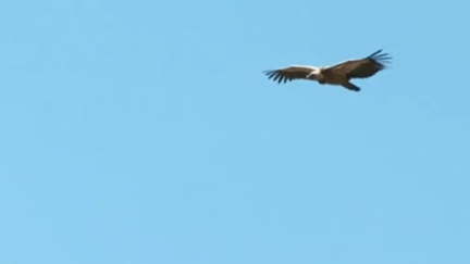 Hacía un siglo que el quebrantahuesos no sobrevolaba el cielo turolense