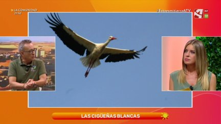 Cigüeñas blancas
