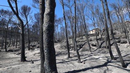 Terrenos afectados por el incendio en la muela del Buste del pasado agosto. / Europa Press