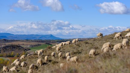 La organización agraria COAG ha pedido más ayudas directas contra la sequía. / Europa Press