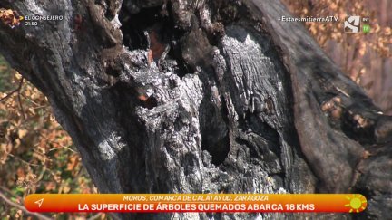 Reutilización de la madera quemada