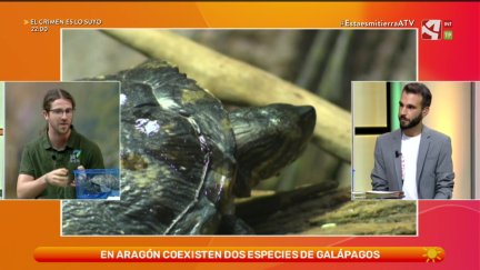 Tortugas acuáticas