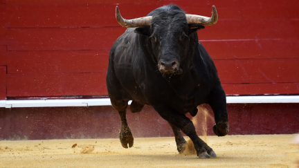 El suceso se produjo en la plaza de toros portátil de Borja, durante sus fiestas. / Canva