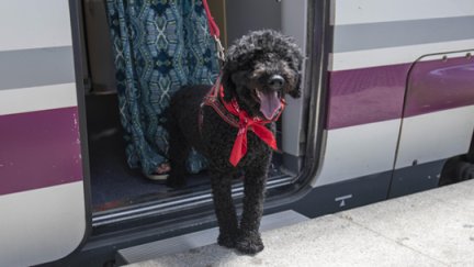 Los perros son bienvenidos en los trenes AVE de Renfe durante tres meses, en un proyecto piloto. / Renfe