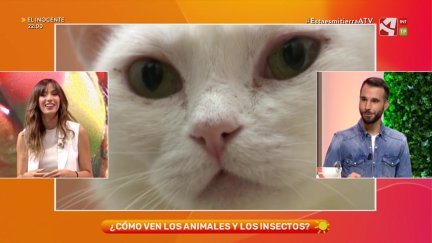 ¿Cómo ven los animales?