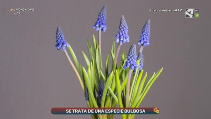 Jacinto de otoño