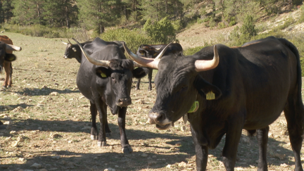 Manada de tauros en la Sierra de Albarracín.