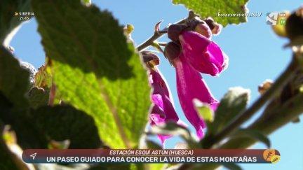 Astún: Fauna y flora alpina