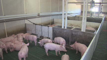 Imagen de una granja de cerdos.