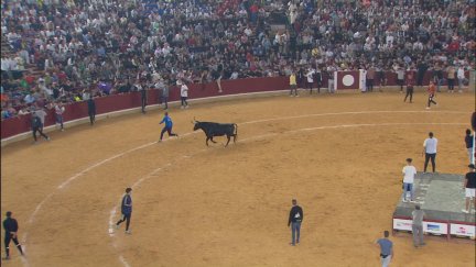 Una de las vaquillas persiguiendo en la plaza a los mozos.