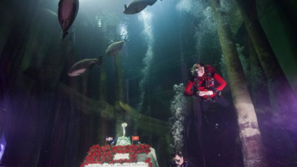 Imagen de archivo de la ofrenda subacuática en el Acuario de Zaragoza. / Europa Press