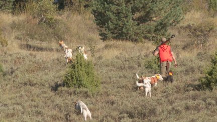 Este domingo comienza la temporada de caza menor en Aragón. | 'Objetivo'