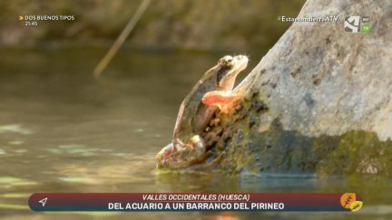 Rana Pirenaica