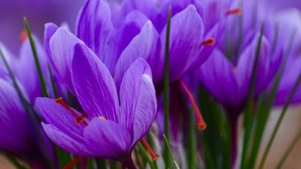 Flores de azafrán. / DOPAzafran