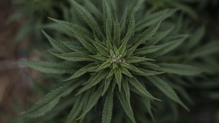Fotografía de una planta para el cultivo de cannabis. (EFE/ Antonio Lacerda).