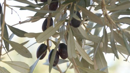 El litro de aceite del Bajo Aragón ronda los cinco euros.